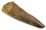 Fossil Spinosaurus Tooth - Feeding Worn Tip #374006-1